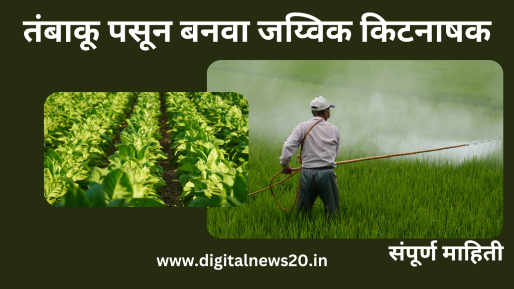 पौधांसाठी तंबाकूच्या डंठलापासून बनवा कीटनाशक, कीट-पटंगांपासून मिळवा आराम, सोपा आहे पद्धत!